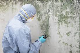 Best Basement Mold Removal  in Terre Haute, IN